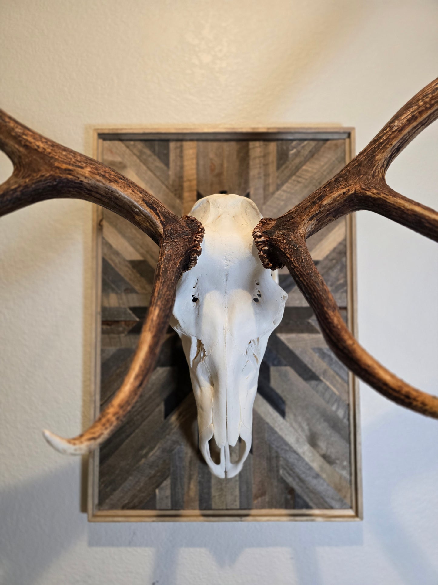 elk euro skull and antlers on a wall with a decorative frame.