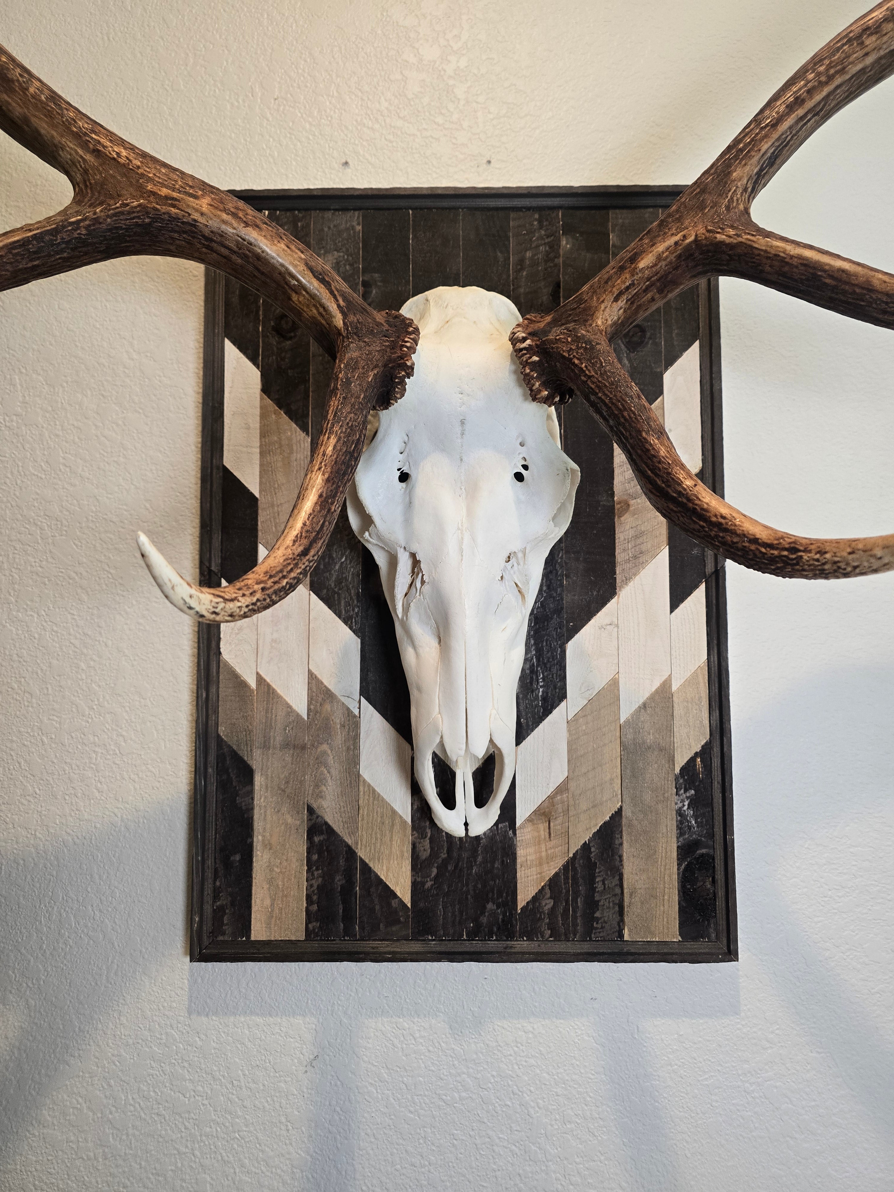 Elk skull and antlers on a wall with a geometric-patterned frame mount.
