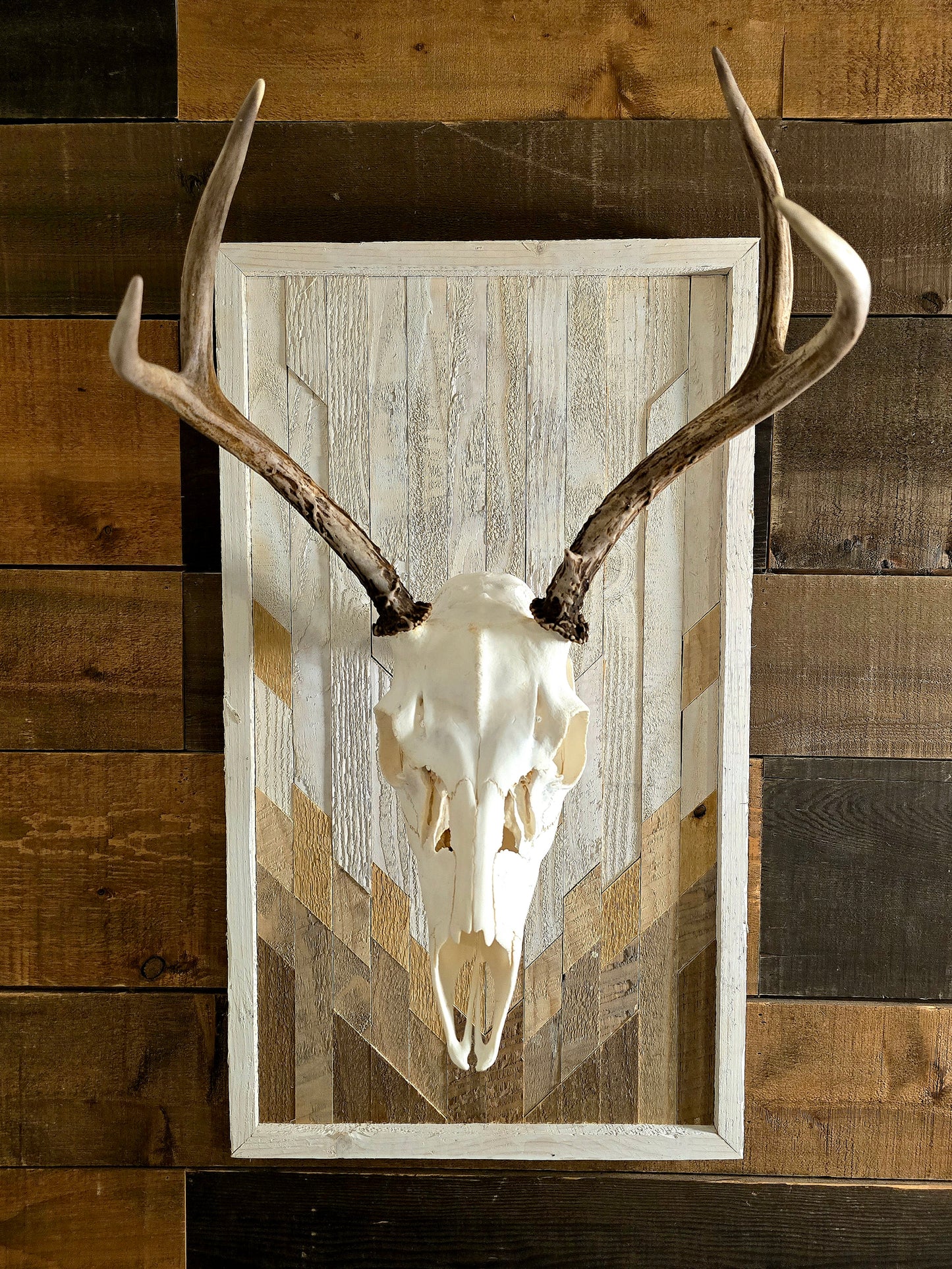 Deer skull and antlers mounted on a wooden panel against a rustic wooden wall.