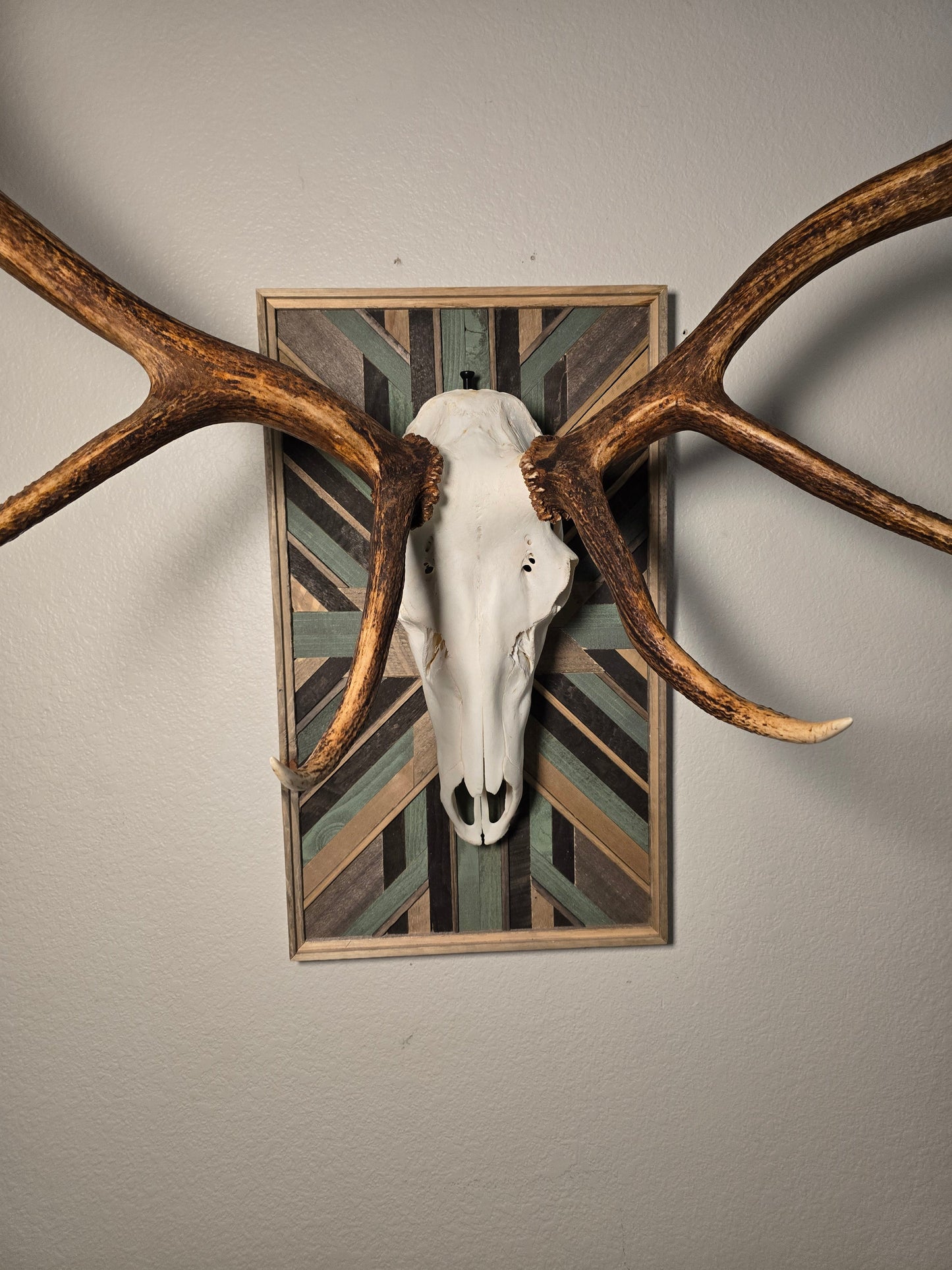 Elk skull with large antlers mounted on a wall above a decorative frame.