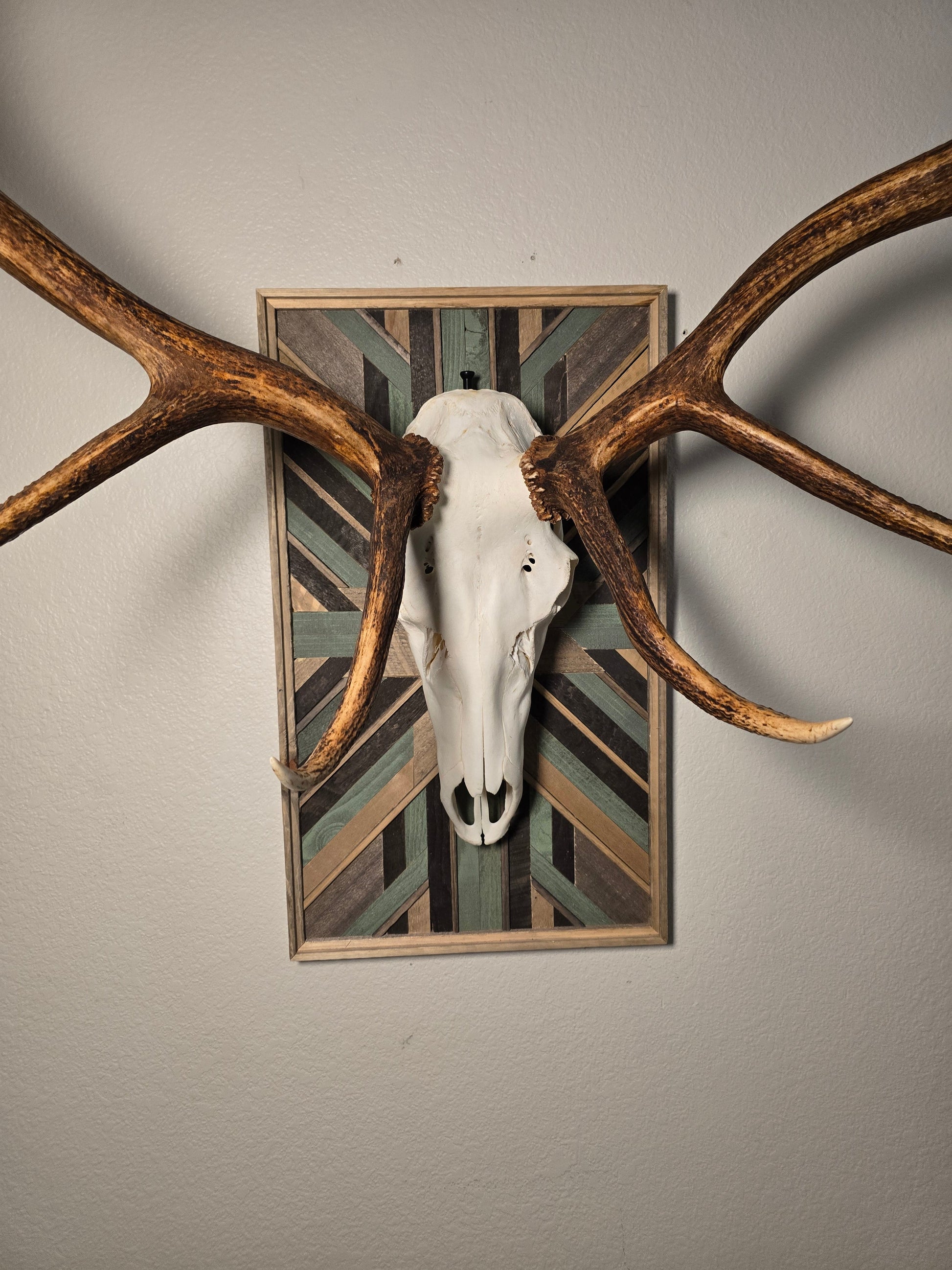 Elk skull with large antlers mounted on a wall above a decorative frame.