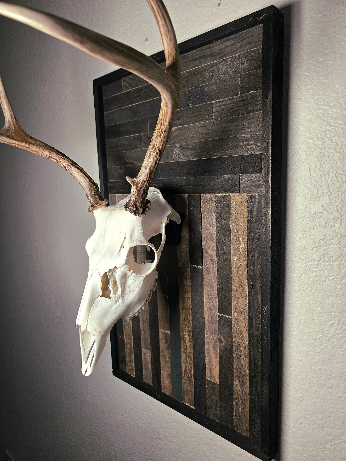 Deer skull and antlers on a wooden plaque against a wall